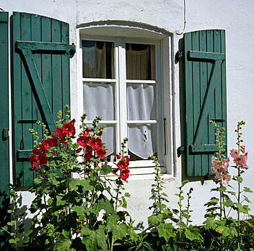 Typical scene of shuttered windows and hollyhocks, St. Martin, Ile de Re, Poitou-Charentes, France, Europe