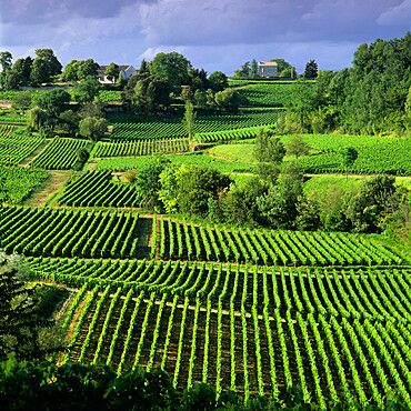 View over vineyards, Saint Emilion, Nouvelle Aquitaine, France, Europe