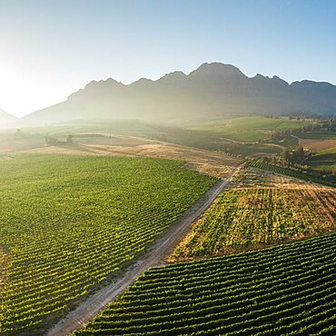 Aerial view of wine vineyards near Stellenbosch, Western Cape, South Africa