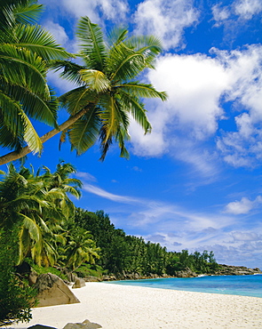 Palm trees and beach, Seychelles