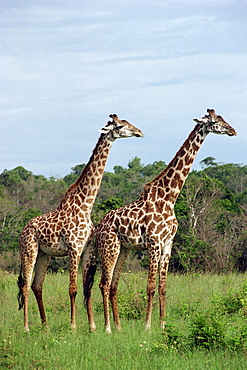 Masai giraffe, Shimba, Kenya, East Africa, Africa