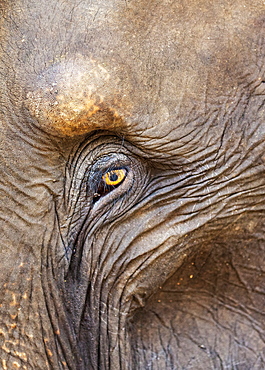 Close up of a adult elephant's (Elephantidae) eye and crinkled skin, Pinnewala Elephant Orphanage, Sri Lanka, Asia 