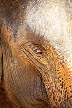 Close up of a adult elephant's (Elephantidae) eye and crinkled skin, Pinnewala Elephant Orphanage, Sri Lanka, Asia 