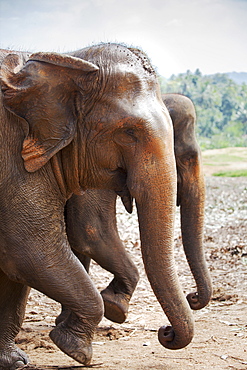 Adult elephants (Elephantidae) at the Pinnewala Elephant Orphanage, Sri Lanka, Asia 