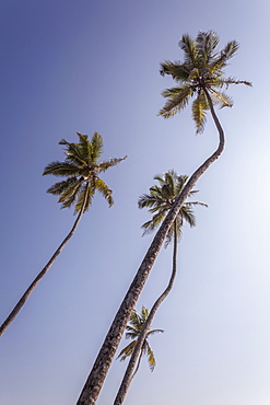 Palm trees, Talpe, Sri Lanka, Asia 