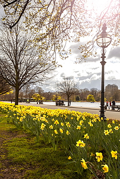 Visitors walking along the Serpentine with daffodils in the foreground, Hyde Park, London, England, United Kingdom, Europe  