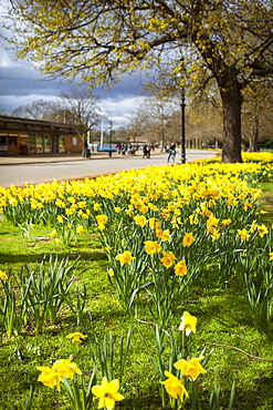 Visitors walking along the Serpentine with daffodils in the foreground, Hyde Park, London, England, United Kingdom, Europe  