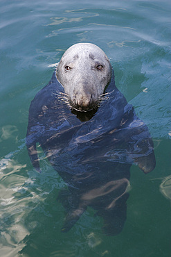 Grey seal (Halichoerus grypus) swimming. Scotland