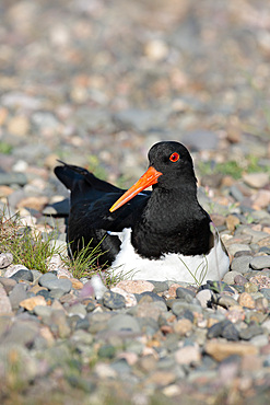 Oystercatcher at nest (Haematopus ostralegus). UK