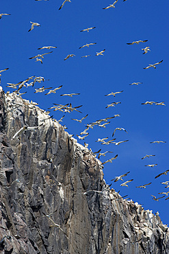 Gannets (Morus bassanus). Bass Rock, Scotland, UK