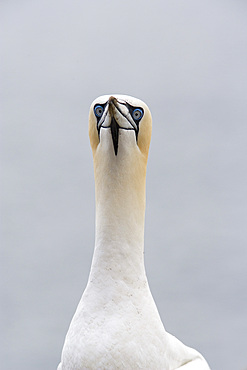 Gannet (Morus bassanus). Bass Rock, Scotland, UK