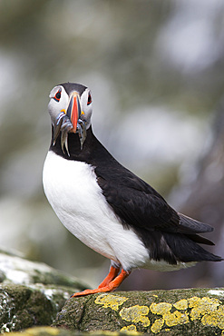 Puffin, (Fratercula arctica),with sandeels. Farne Islands, Northumberland, UK