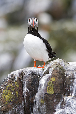 Puffin (Fratercula arctica) with sandeels. Farne Islands, Northumberland, UK