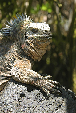 Marine Iguana. Galapagos.