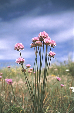 Jersey Thrift. Jersey, British Isles