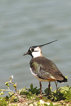 Lapwing Vanellus vanellus, Jersey, British Isles