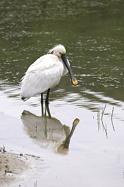 Spoonbill and reflection. Jersey, British Isles