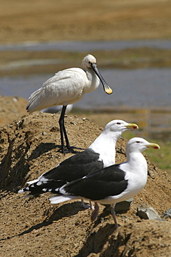 Spoonbill and Black Back Gulls. Jersey, British Isles