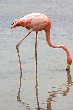 Flamingo. Galapagos.