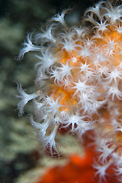 Soft Coral. Sark, British Channel Islands