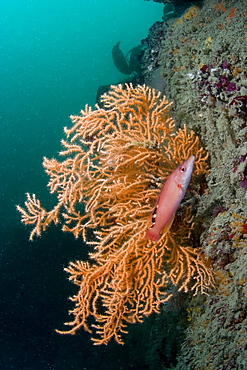 Pink Sea Fan  Eunicella verrucosa & female Cuckoo wrasse Labrus mixtus