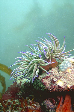 Snakelocks Anemone, (Anemonia viridis) Jersey, British Isles