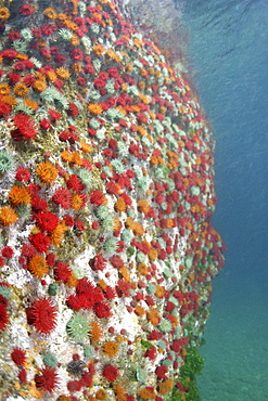 Beadlet anemone wall (Actinia equina). Sark, British Isles