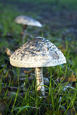 Parasol Mushrooms (Macrolepiota procera). Sark, British Channel Islands