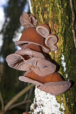 Jelly Ear  (Auricularia auricula-judae). Dixcart Woods, Sark, British Channel Islands