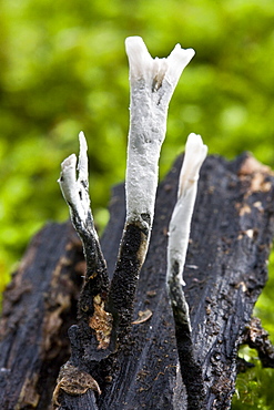 Candle Snuff Fungus (Xylaria hypoxylon). Dixcart Woods, Sark, British Channel Islands