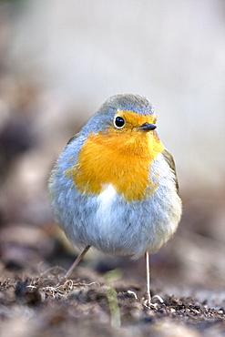 Robin (Erithacus rubecula). Sark, British Channel Islands