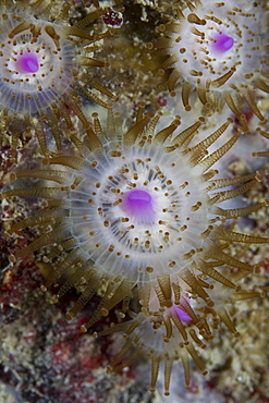Jewel Anemones (Corynactis viridis), Sark, Channel Islands