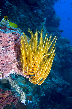 Featherstar Comanthina sp