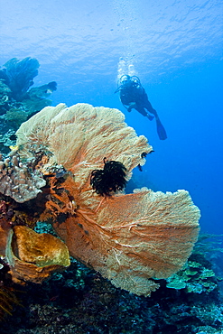 Diver & Sea Fan Subergorgia mollis