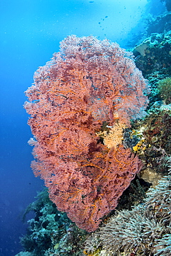 Sea Fan Melithaea sp