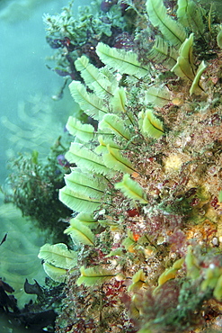 Feather hydroids (Gymnangium montagui). Sark, British Isles