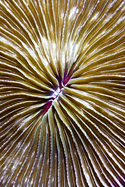 Mushroom Coral Fungia sp