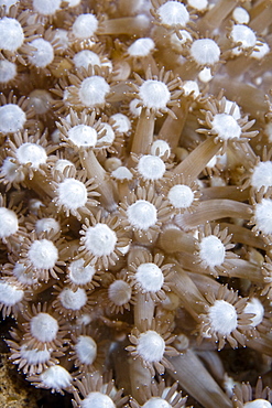 Coral Goniopora sp