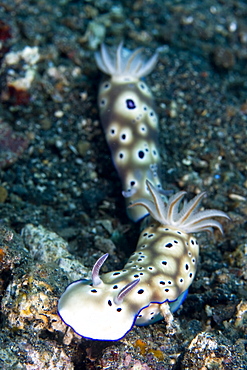 Nudibranch Risbecia tryoni