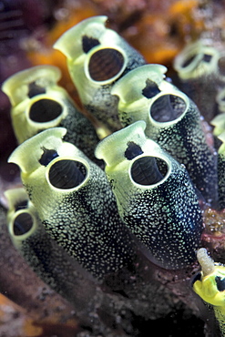 Sea Squirt Clavelina robusta