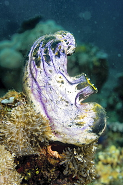 Seasquirt Polycarpa aurata