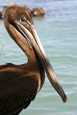 Pelican close up Santa Cruz. Galapagos.