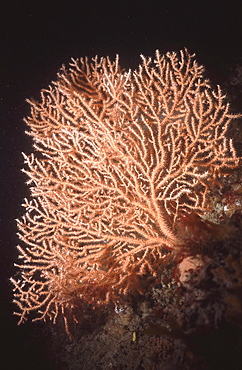 Fan Coral Eunicella verucossa, Sark, British Isles