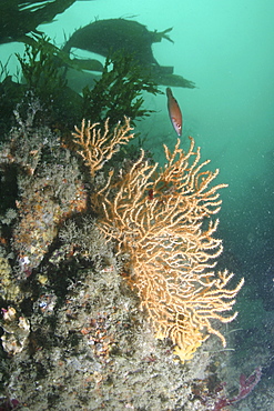 Fan Coral (Eunicella veruccosa), Sark, British Isles