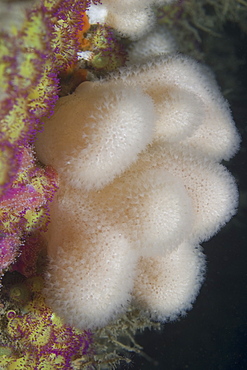 Deadman's Fingers Soft Coral (Alcyonium digitatum), Gouliot Caves, Sark, Channel Islands