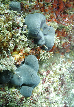 Elephant's hide Sponge (Pachymatisma johnstonia), Sark, British Isles