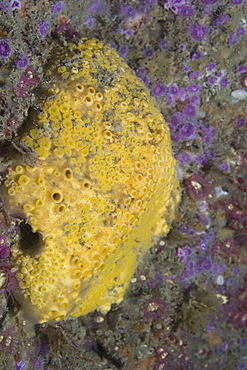 Boring Sponge (Cliona celata), Gouliot Caves, Sark, Channel Islands