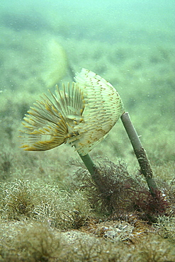 Peacock tube worm Sabella pavonia, Jersey, British Isles