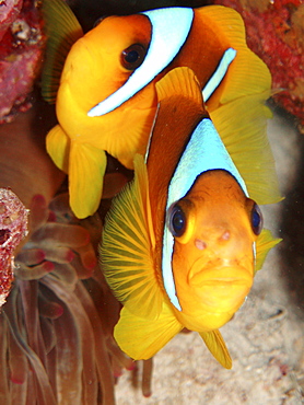 Anemone Fish. Red Sea, Egypt.