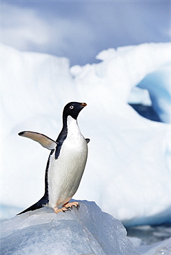 Adelie penguin (Pygoscelis adeliae) on ice chunk, Paulet Island, Antarctica, Southern Ocean